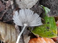 2018.10.05 - Biologia - Warsztaty terenowe