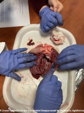 2022.05.24 - Warsztaty anatomiczne
